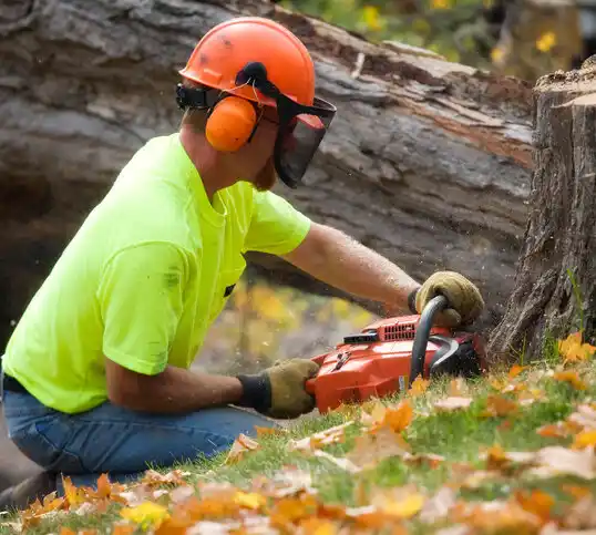 tree services Fredericksburg